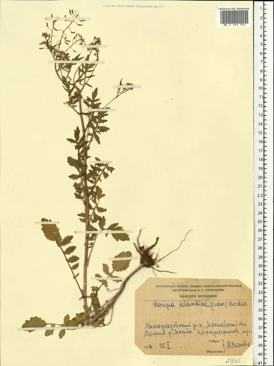 Rorippa palustris (L.) Besser, Eastern Europe, Moscow region (E4a) (Russia)