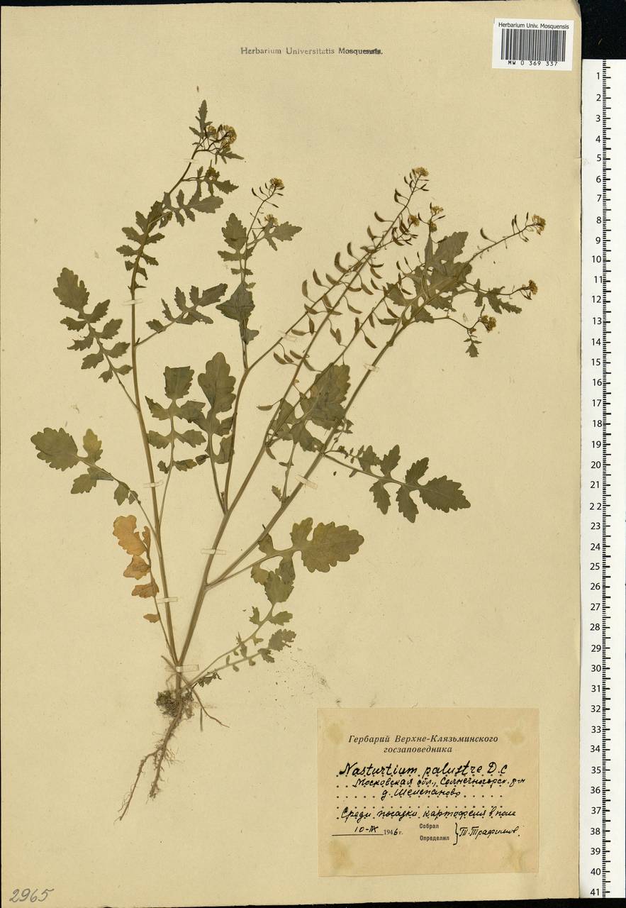 Rorippa palustris (L.) Besser, Eastern Europe, Moscow region (E4a) (Russia)