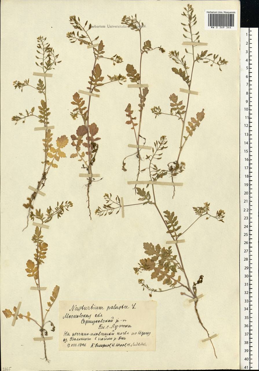 Rorippa palustris (L.) Besser, Eastern Europe, Moscow region (E4a) (Russia)