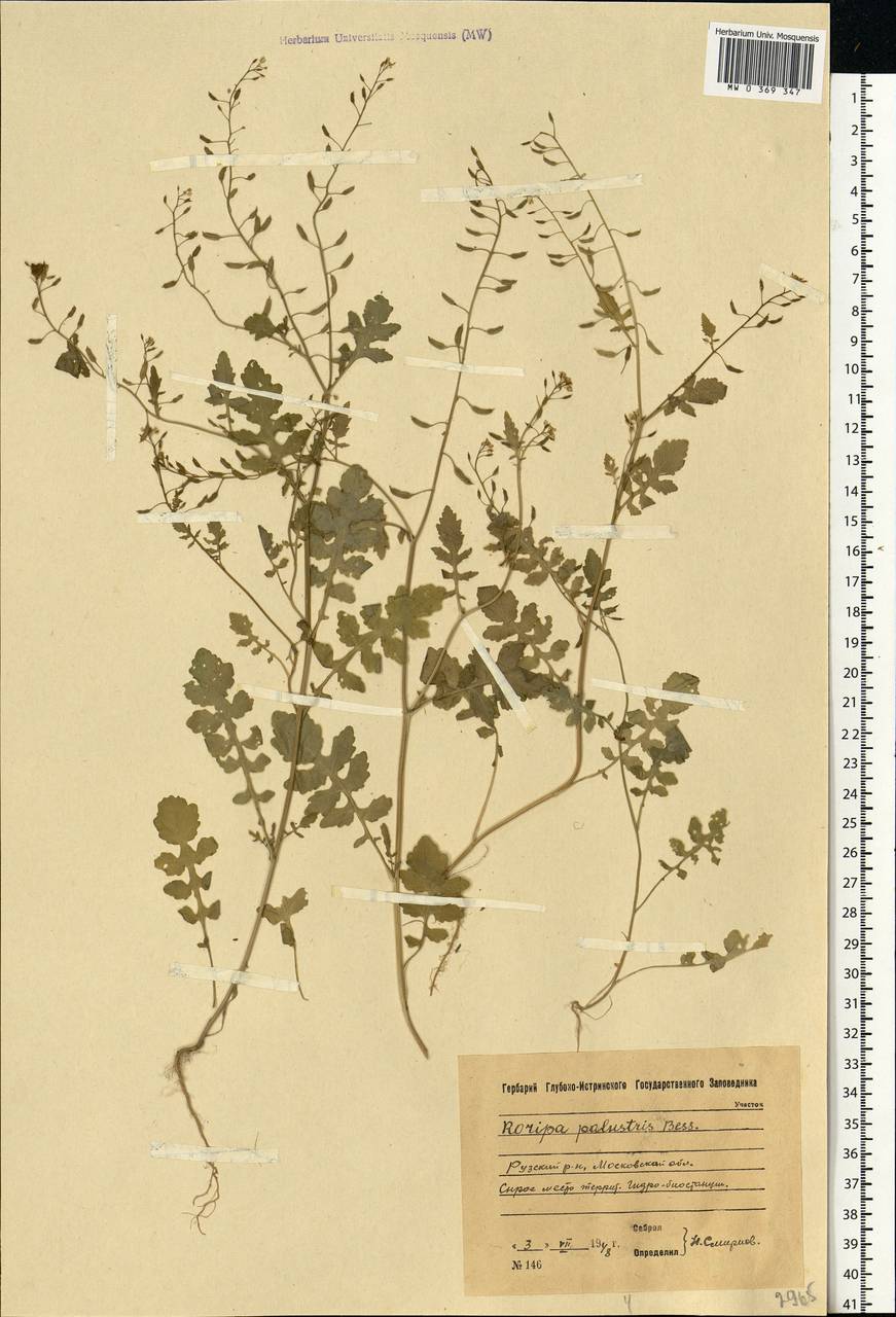 Rorippa palustris (L.) Besser, Eastern Europe, Moscow region (E4a) (Russia)