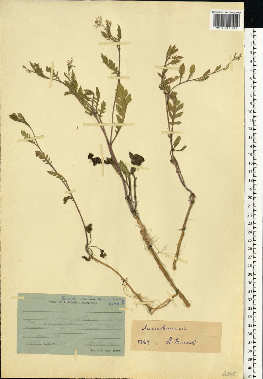 Rorippa palustris (L.) Besser, Eastern Europe, Moscow region (E4a) (Russia)