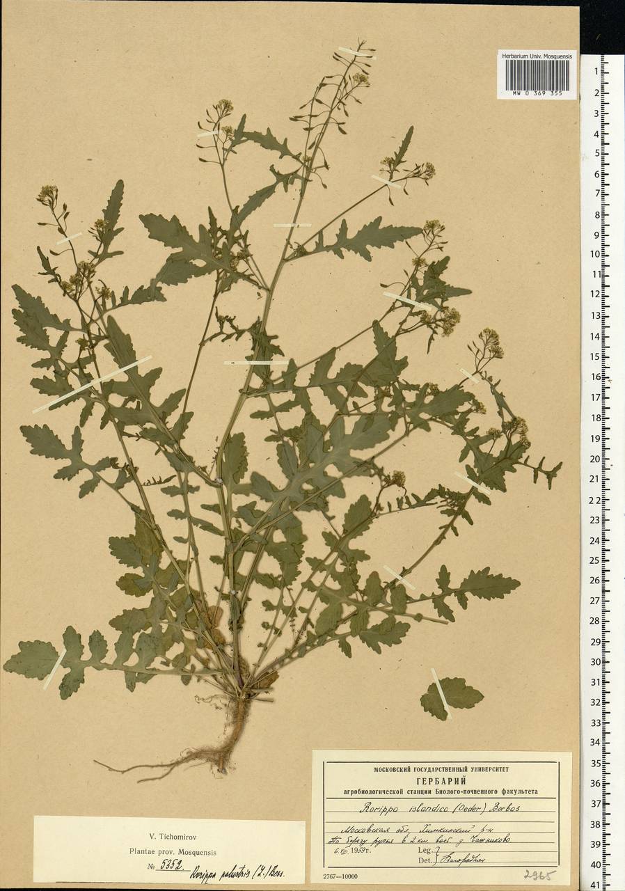 Rorippa palustris (L.) Besser, Eastern Europe, Moscow region (E4a) (Russia)