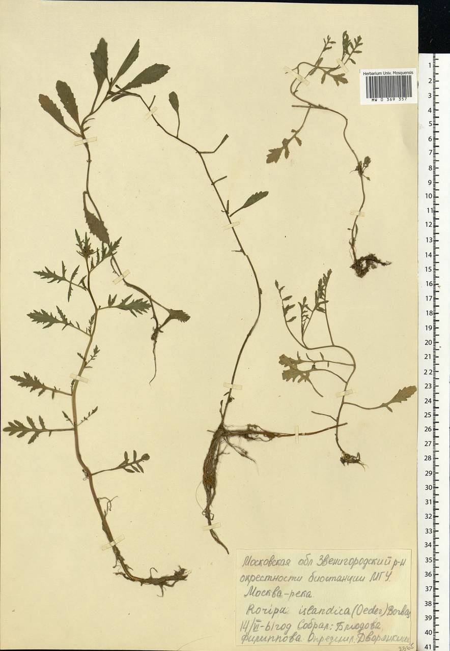 Rorippa palustris (L.) Besser, Eastern Europe, Moscow region (E4a) (Russia)