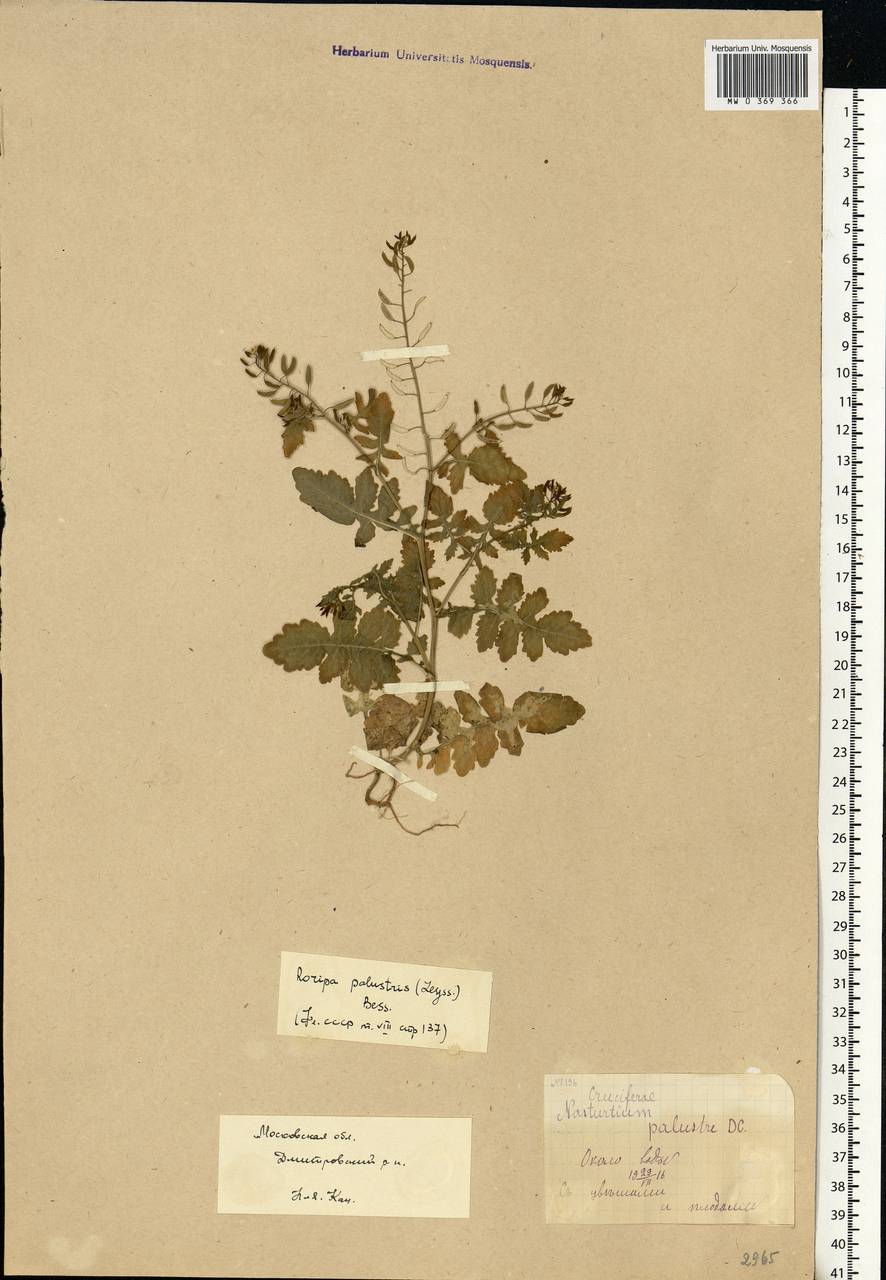 Rorippa palustris (L.) Besser, Eastern Europe, Moscow region (E4a) (Russia)