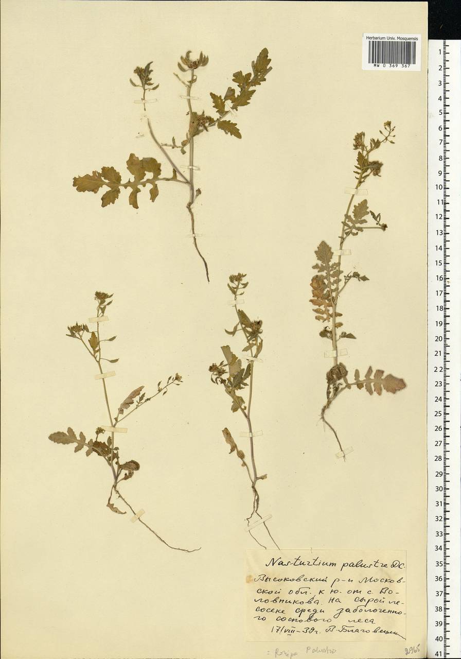 Rorippa palustris (L.) Besser, Eastern Europe, Moscow region (E4a) (Russia)