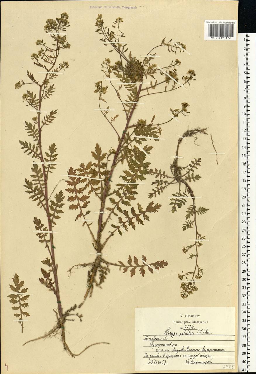 Rorippa palustris (L.) Besser, Eastern Europe, Moscow region (E4a) (Russia)