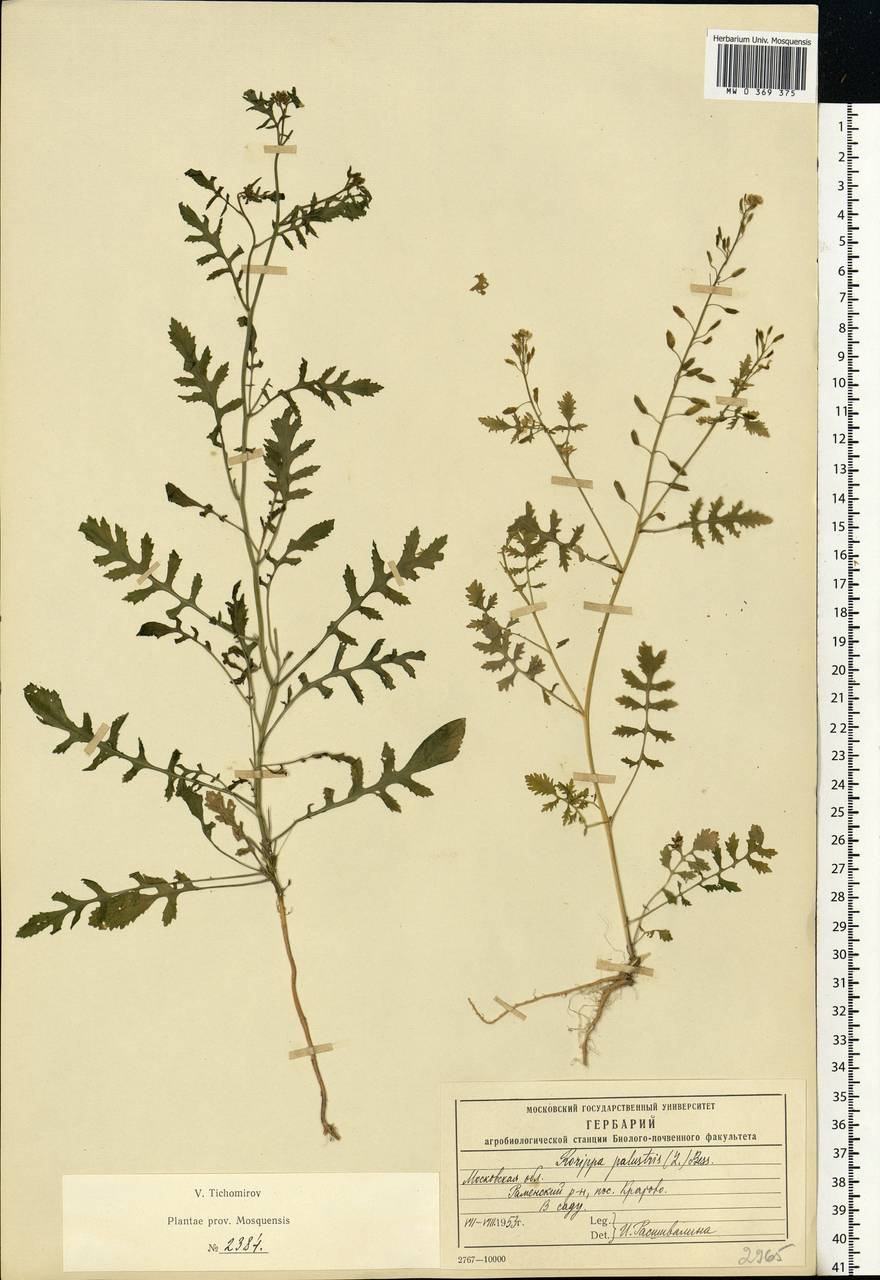 Rorippa palustris (L.) Besser, Eastern Europe, Moscow region (E4a) (Russia)