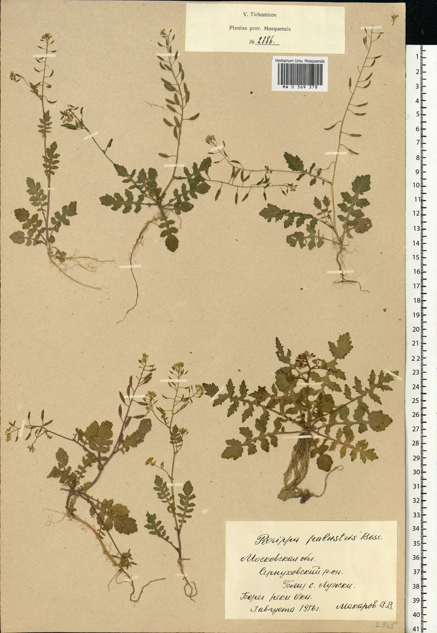 Rorippa palustris (L.) Besser, Eastern Europe, Moscow region (E4a) (Russia)