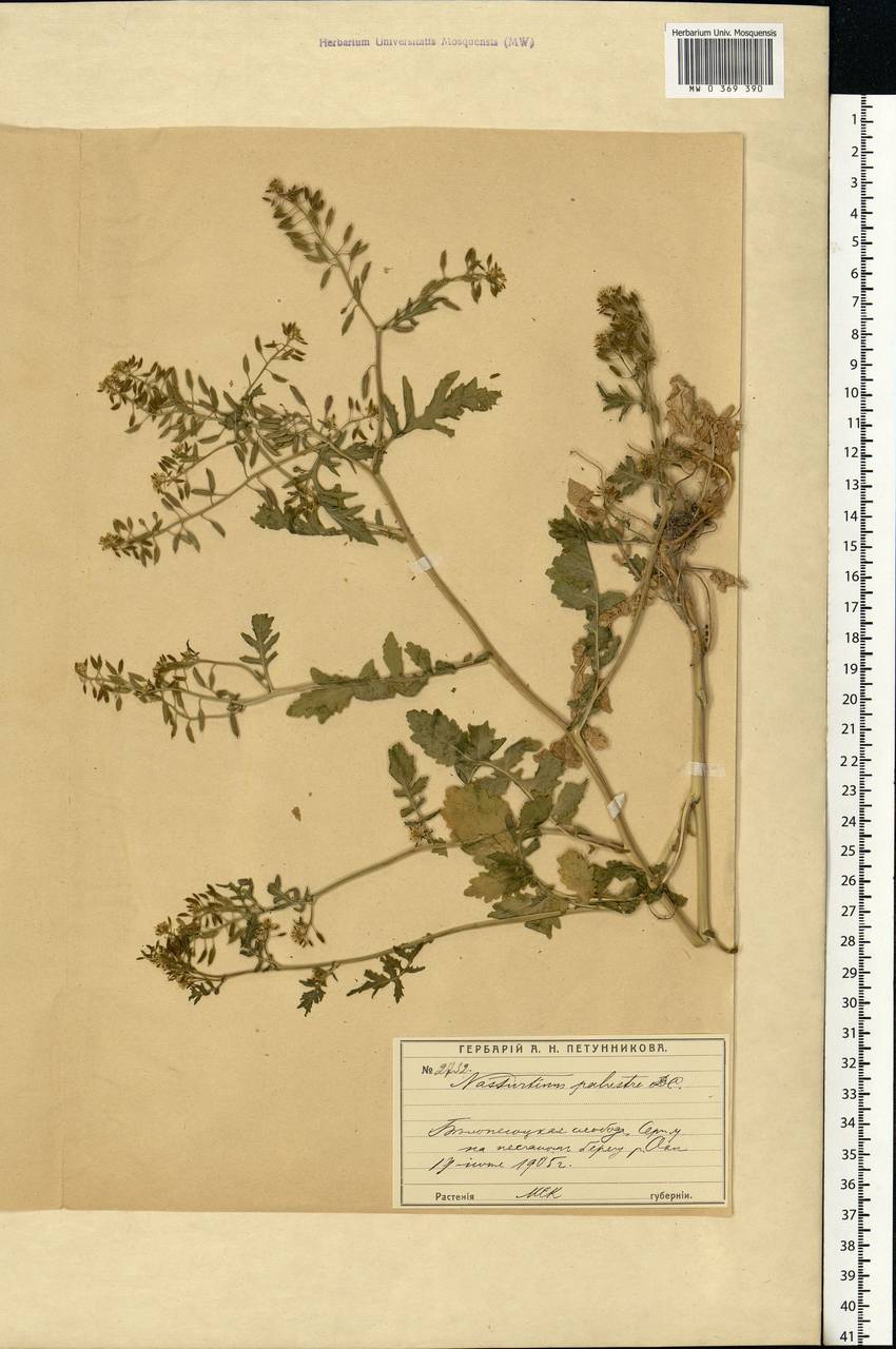 Rorippa palustris (L.) Besser, Eastern Europe, Moscow region (E4a) (Russia)