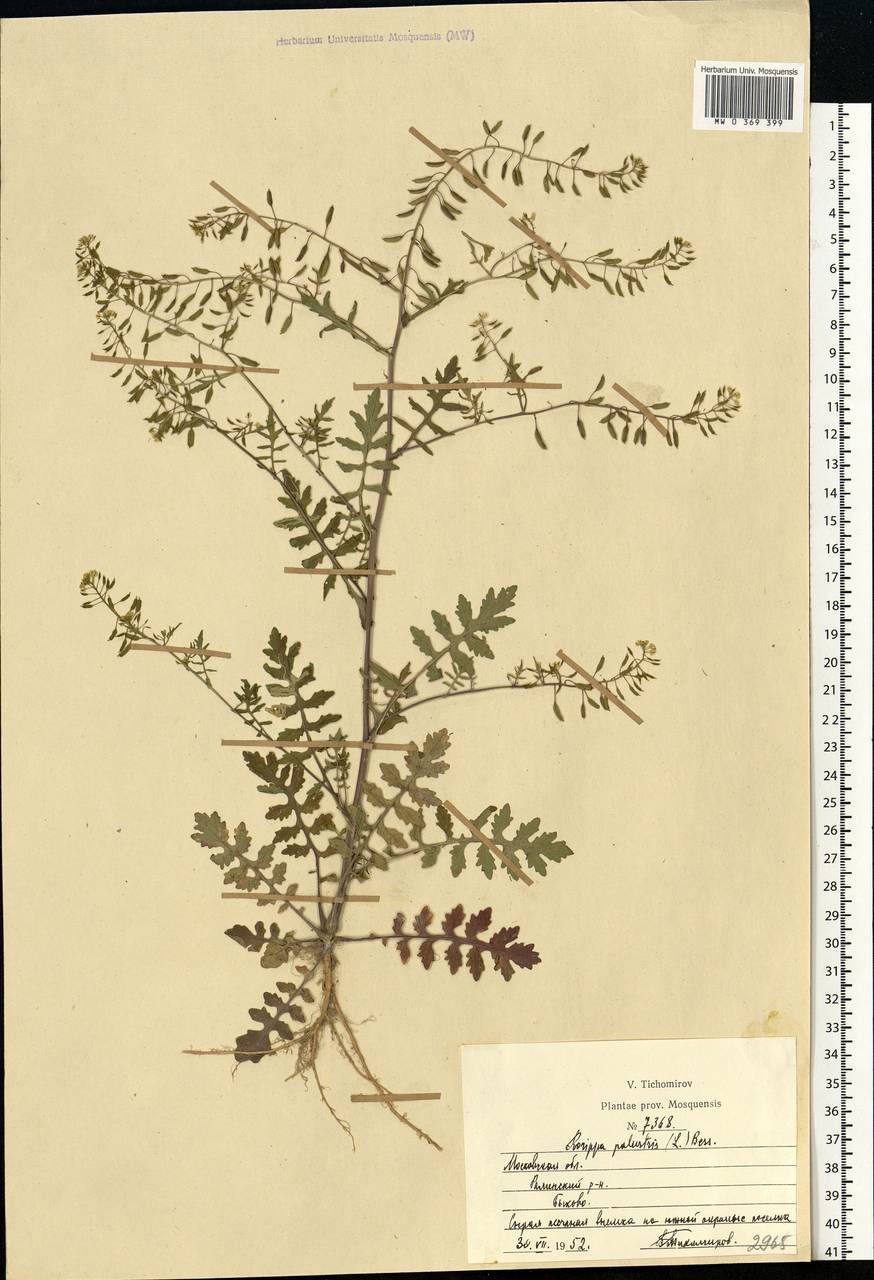 Rorippa palustris (L.) Besser, Eastern Europe, Moscow region (E4a) (Russia)