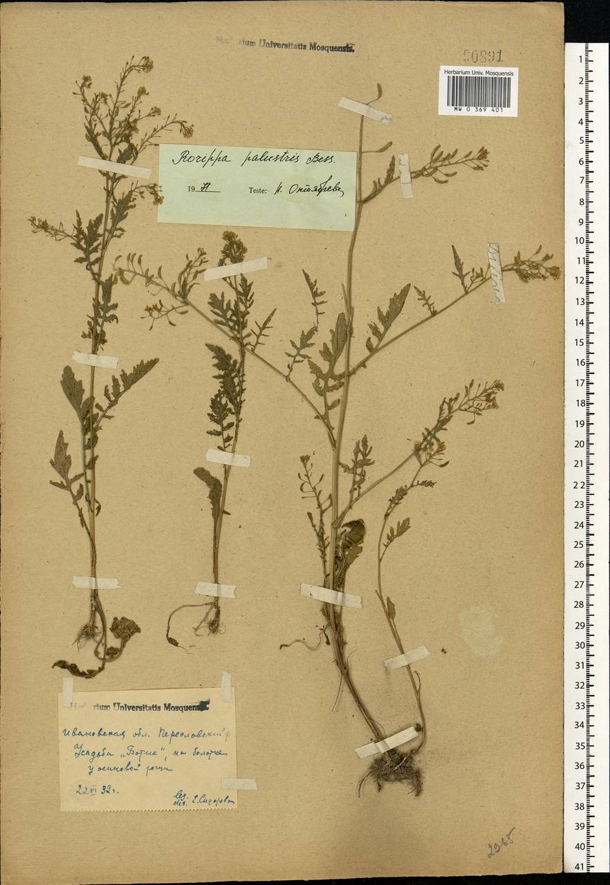 Rorippa palustris (L.) Besser, Eastern Europe, Central forest region (E5) (Russia)
