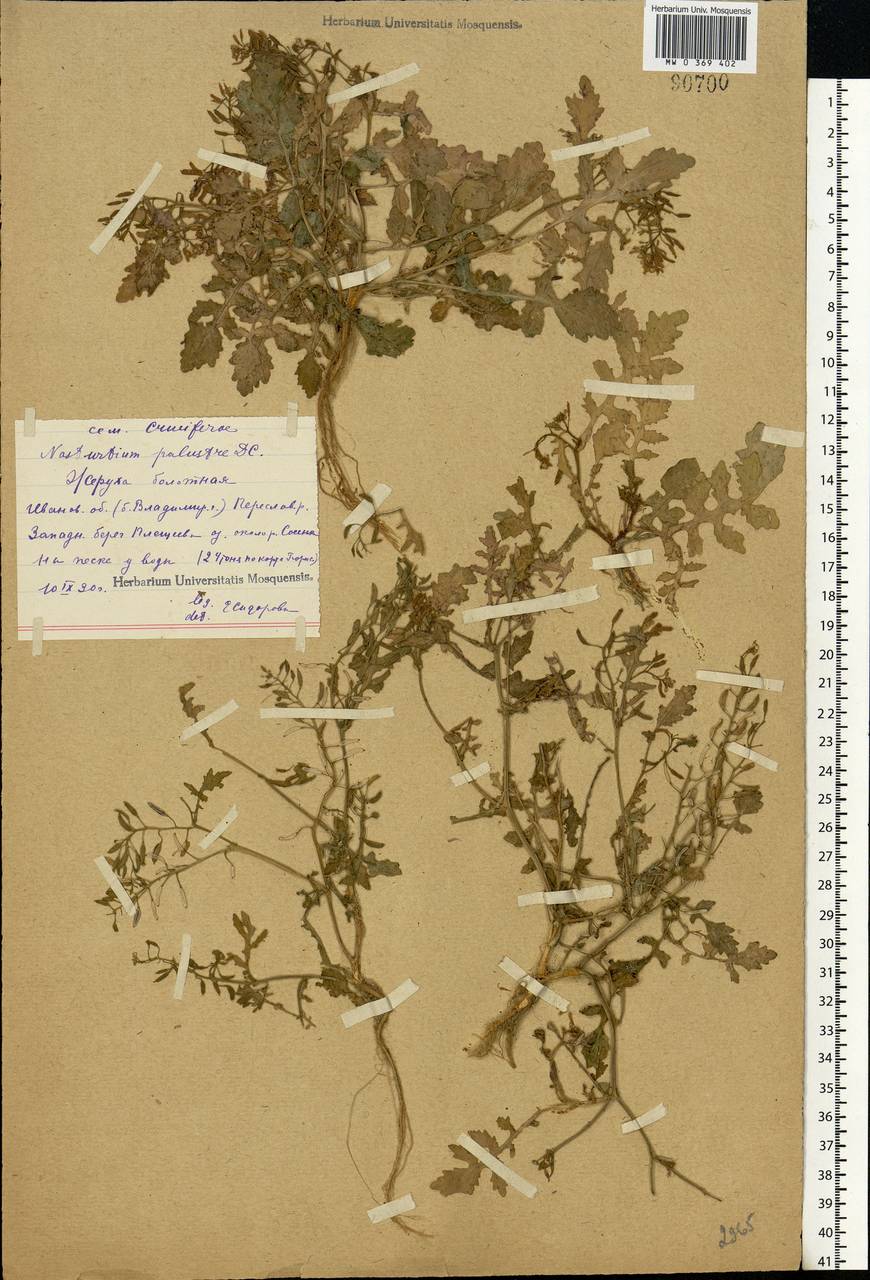Rorippa palustris (L.) Besser, Eastern Europe, Central forest region (E5) (Russia)