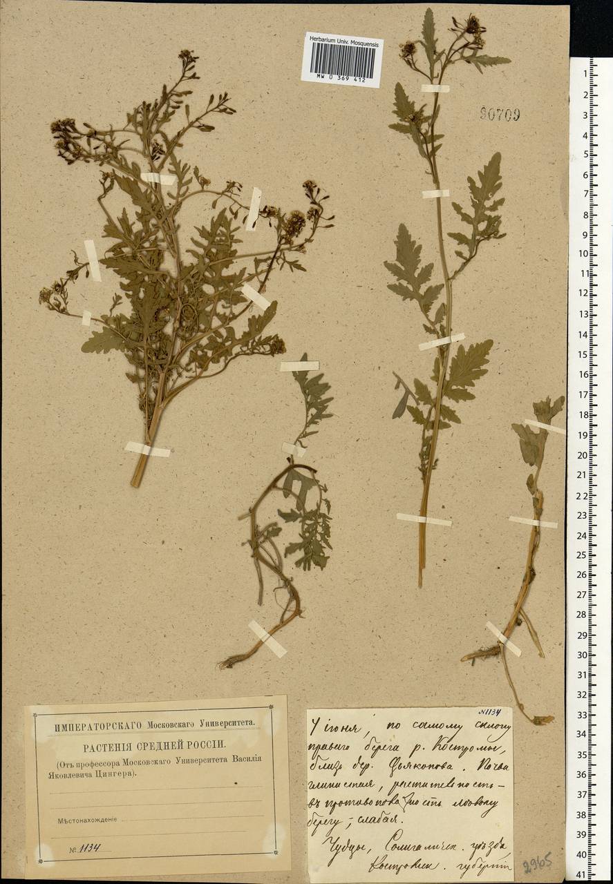 Rorippa palustris (L.) Besser, Eastern Europe, Central forest region (E5) (Russia)