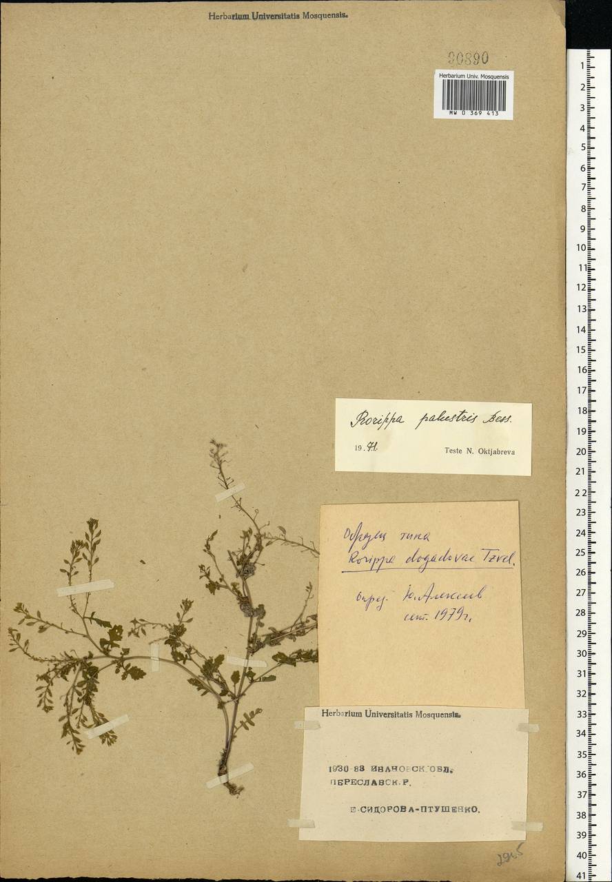 Rorippa palustris (L.) Besser, Eastern Europe, Central forest region (E5) (Russia)