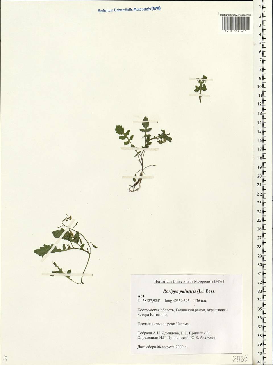 Rorippa palustris (L.) Besser, Eastern Europe, Central forest region (E5) (Russia)