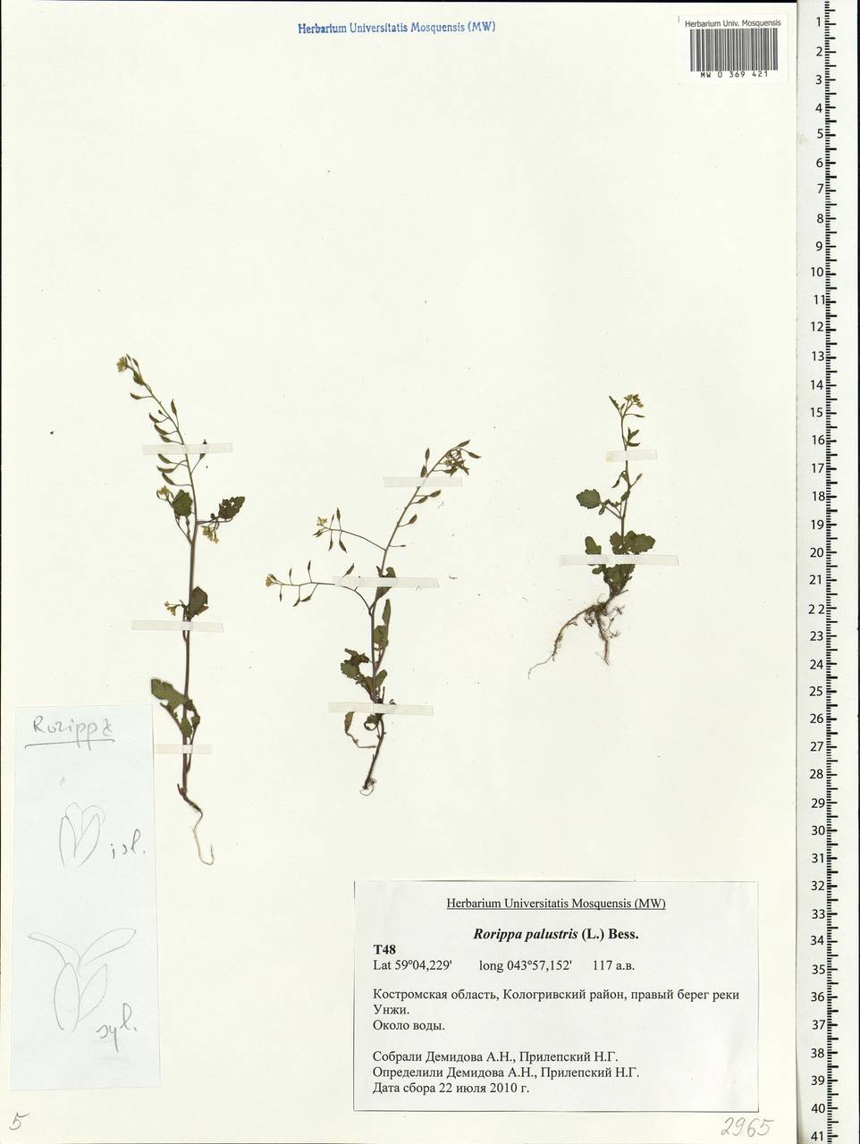 Rorippa palustris (L.) Besser, Eastern Europe, Central forest region (E5) (Russia)