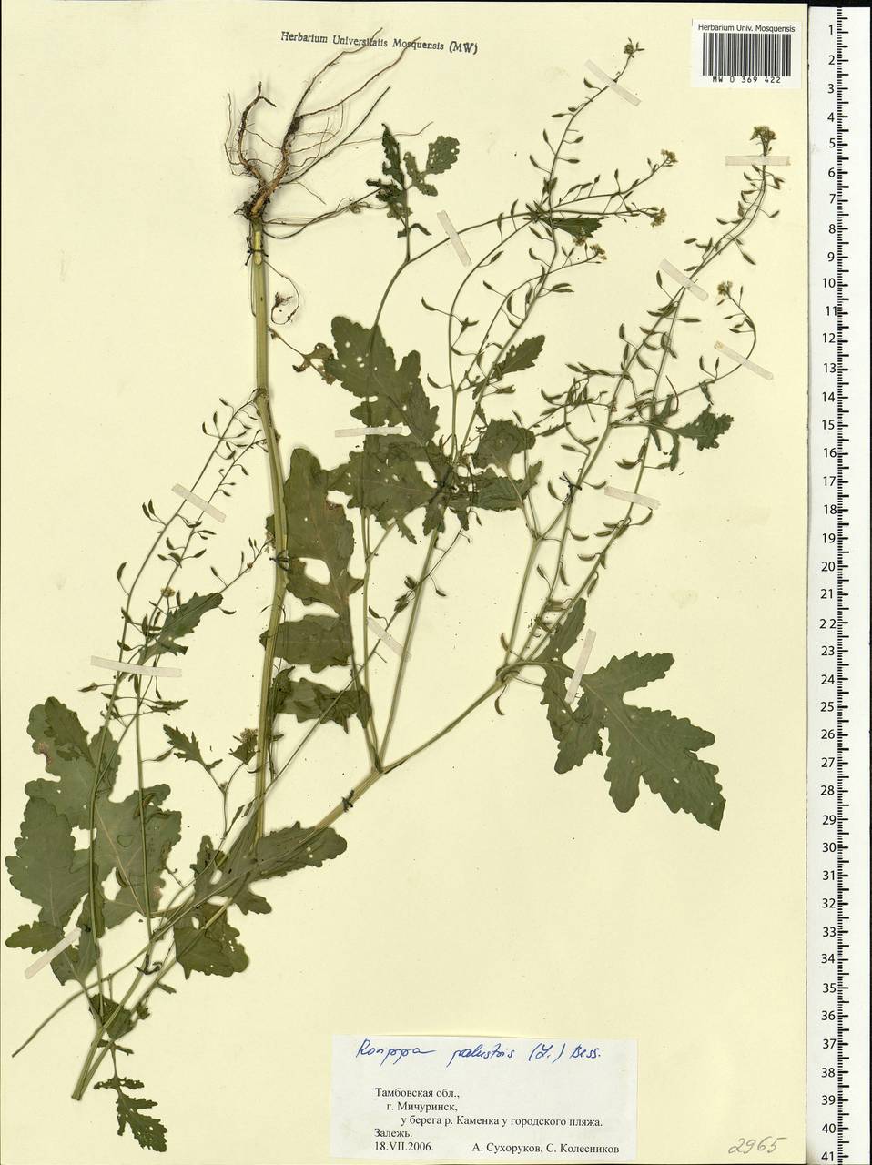 Rorippa palustris (L.) Besser, Eastern Europe, Central forest-and-steppe region (E6) (Russia)