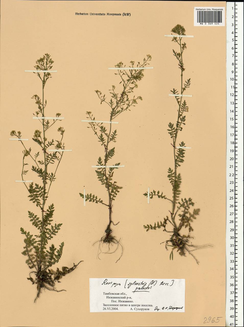 Rorippa palustris (L.) Besser, Eastern Europe, Central forest-and-steppe region (E6) (Russia)