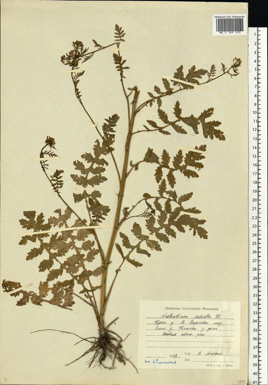 Rorippa palustris (L.) Besser, Eastern Europe, Central forest-and-steppe region (E6) (Russia)