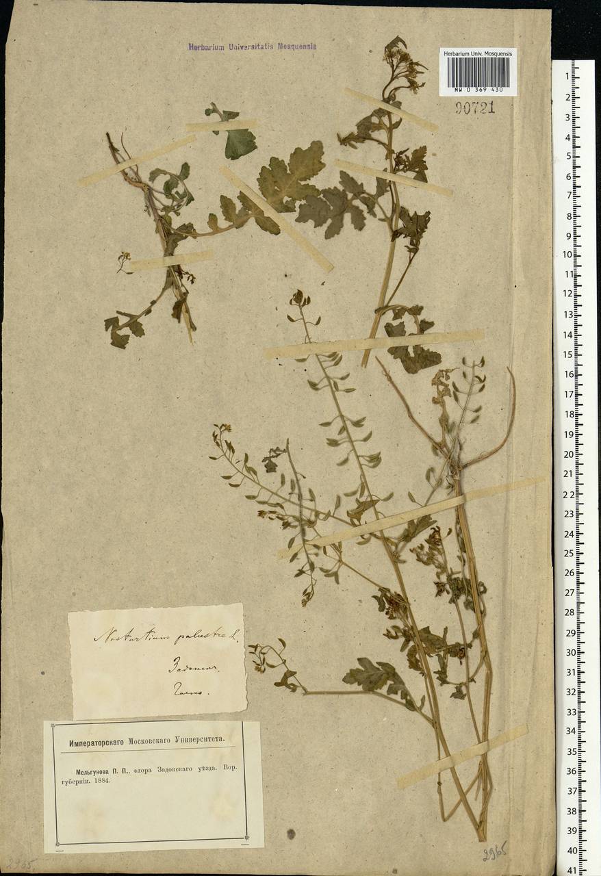 Rorippa palustris (L.) Besser, Eastern Europe, Central forest-and-steppe region (E6) (Russia)
