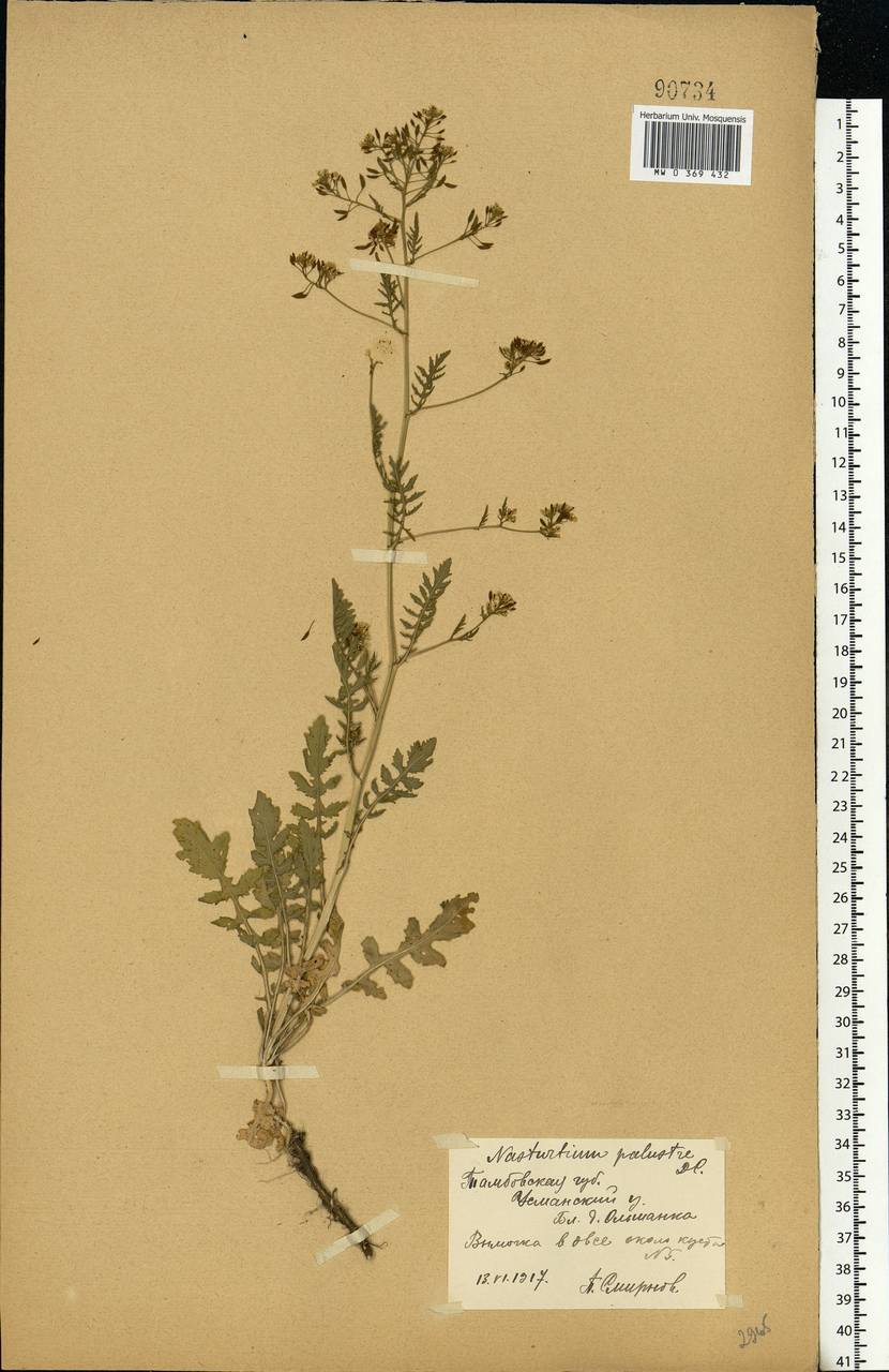 Rorippa palustris (L.) Besser, Eastern Europe, Central forest-and-steppe region (E6) (Russia)
