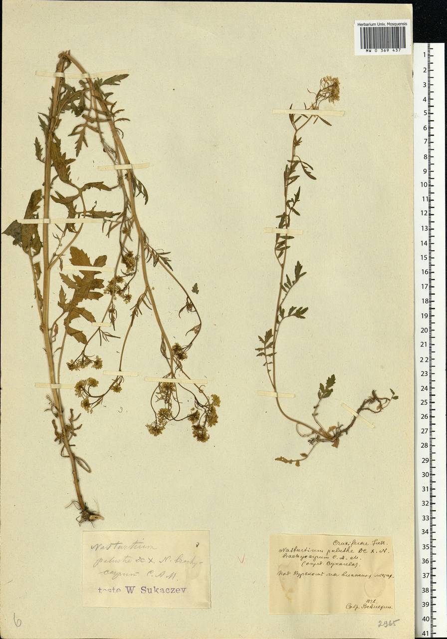 Rorippa palustris (L.) Besser, Eastern Europe, Central forest-and-steppe region (E6) (Russia)