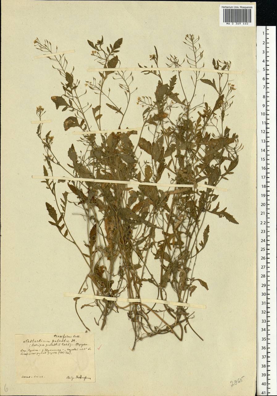 Rorippa palustris (L.) Besser, Eastern Europe, Central forest-and-steppe region (E6) (Russia)