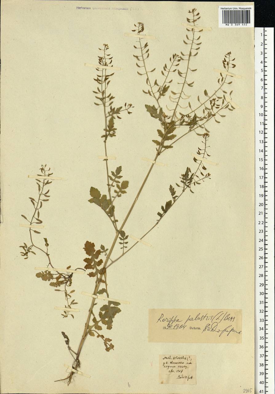Rorippa palustris (L.) Besser, Eastern Europe, Central forest-and-steppe region (E6) (Russia)