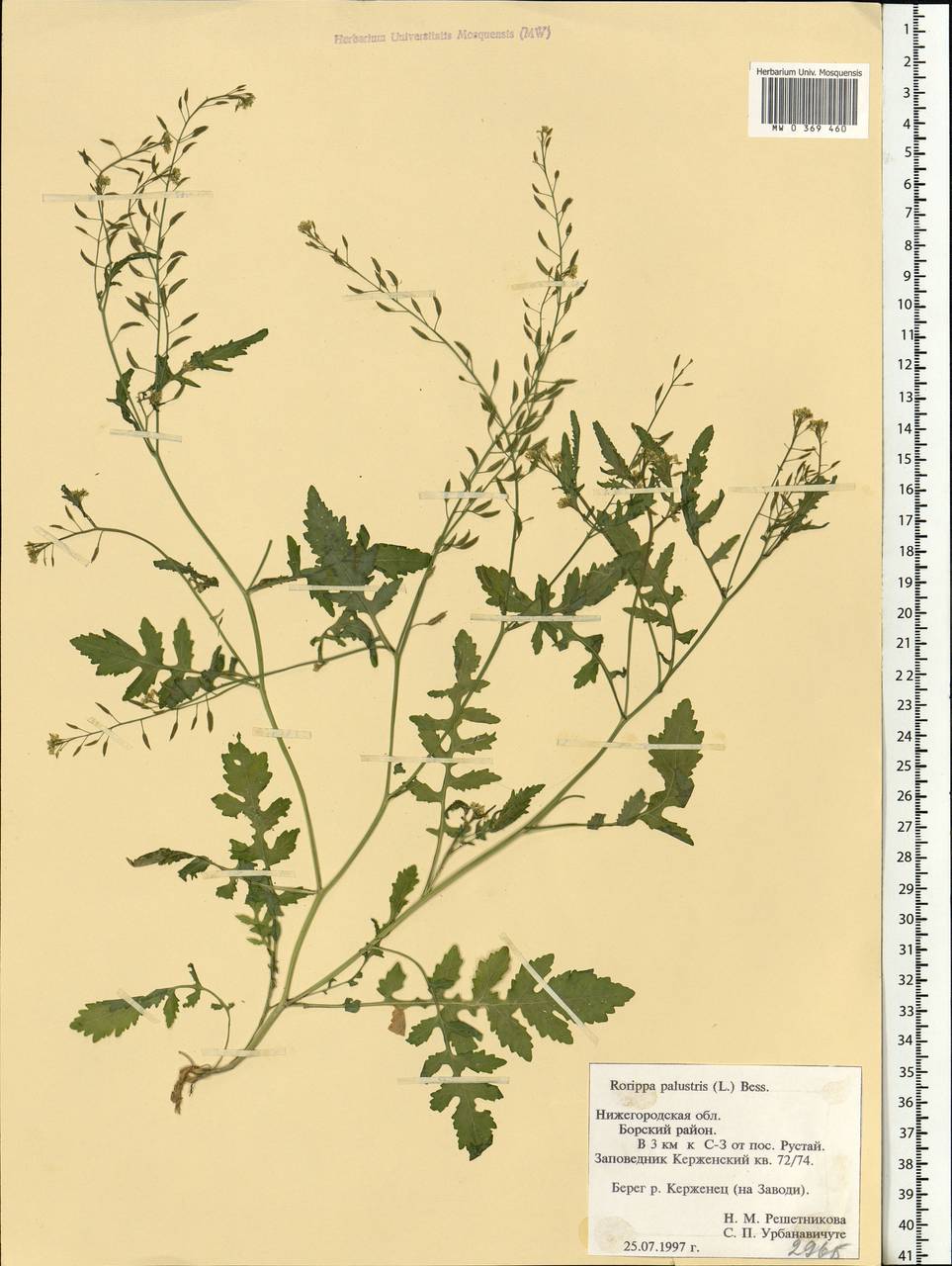 Rorippa palustris (L.) Besser, Eastern Europe, Volga-Kama region (E7) (Russia)
