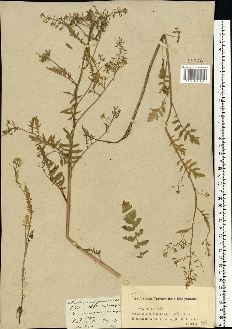 Rorippa palustris (L.) Besser, Eastern Europe, Middle Volga region (E8) (Russia)