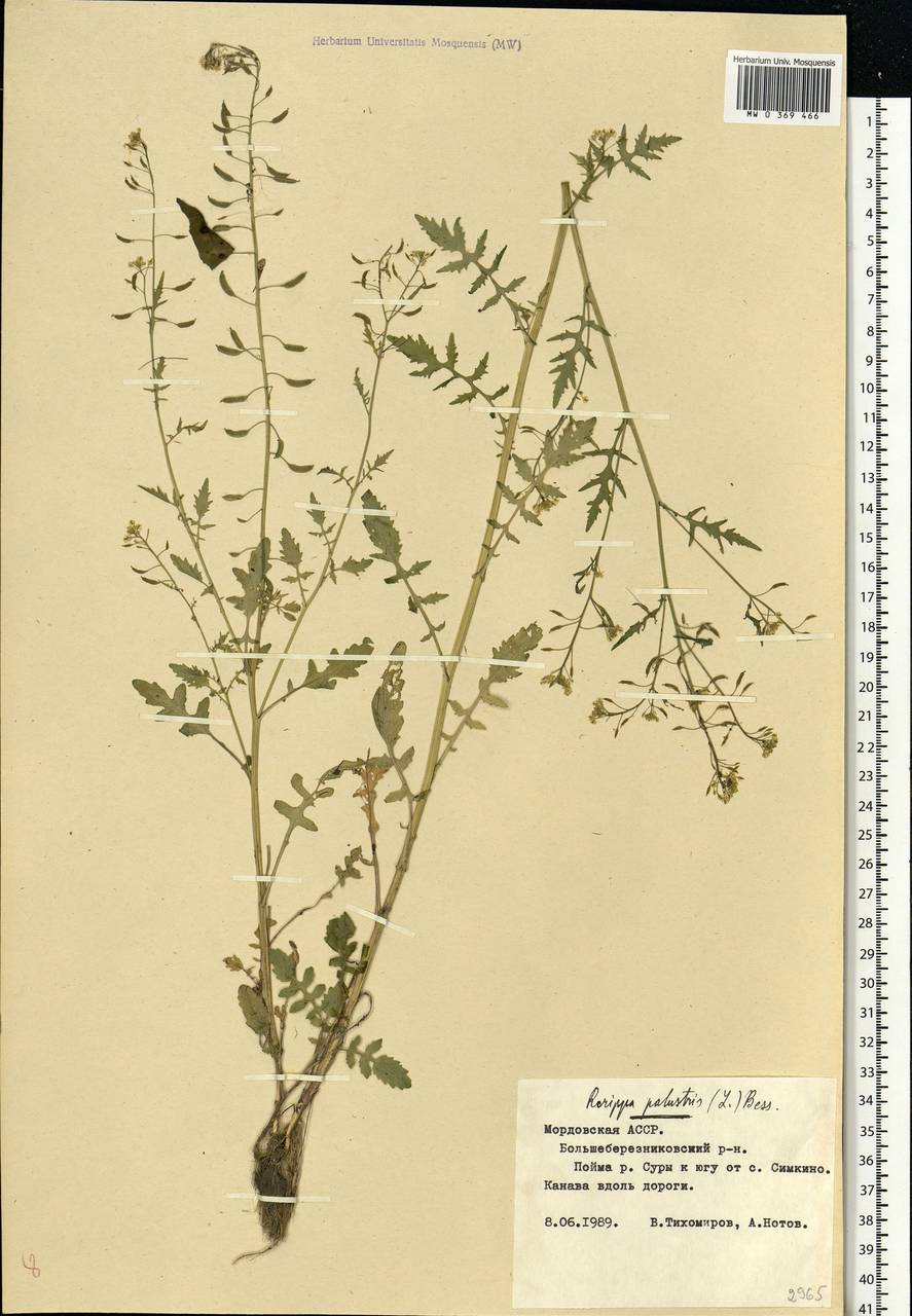 Rorippa palustris (L.) Besser, Eastern Europe, Middle Volga region (E8) (Russia)