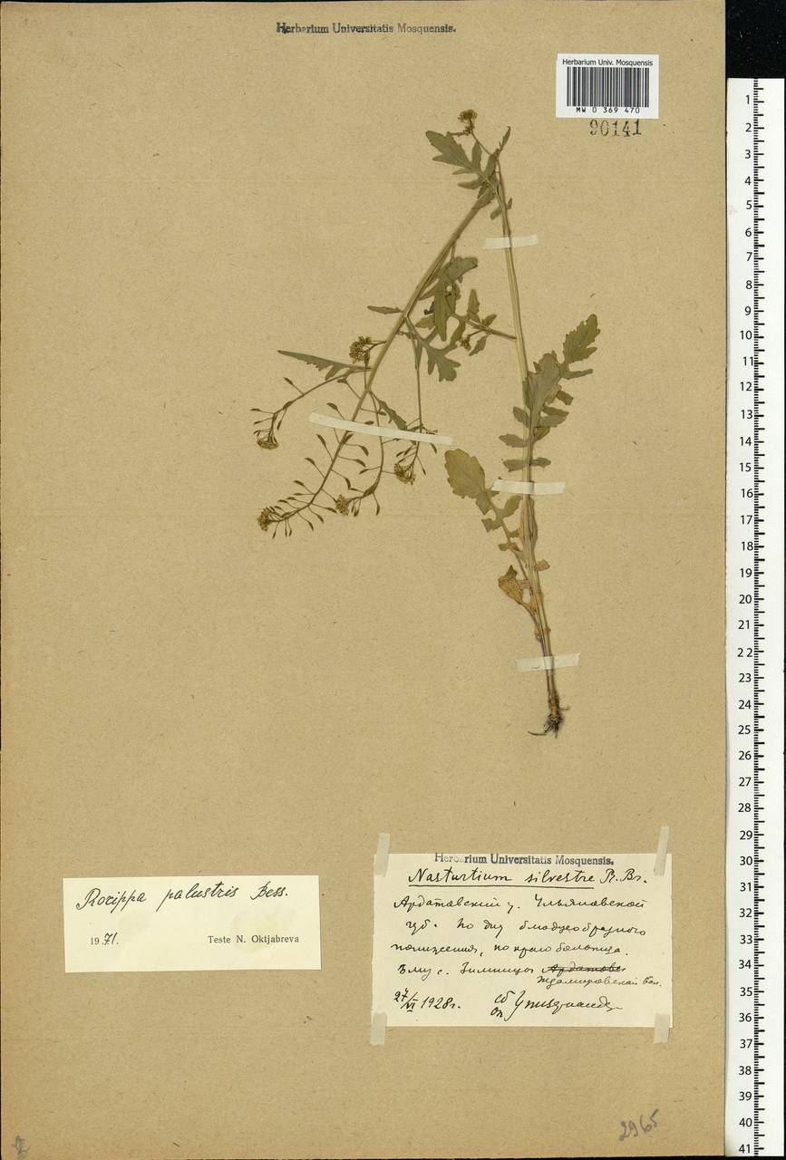 Rorippa palustris (L.) Besser, Eastern Europe, Middle Volga region (E8) (Russia)