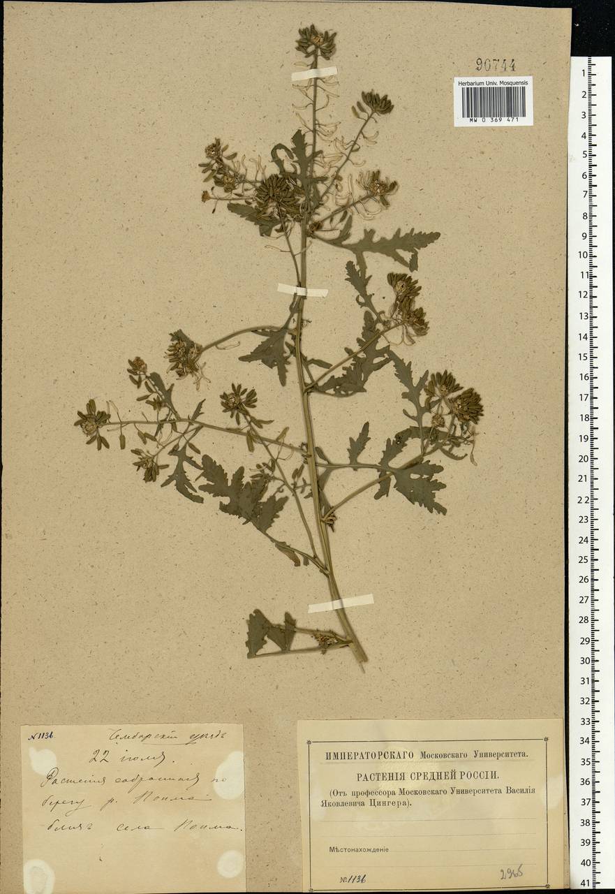 Rorippa palustris (L.) Besser, Eastern Europe, Middle Volga region (E8) (Russia)