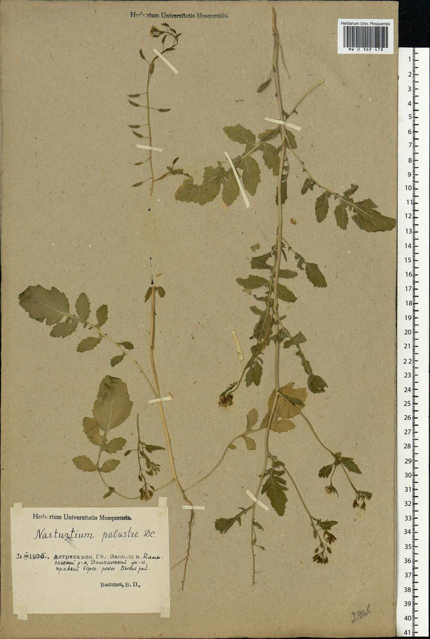 Rorippa palustris (L.) Besser, Eastern Europe, Lower Volga region (E9) (Russia)