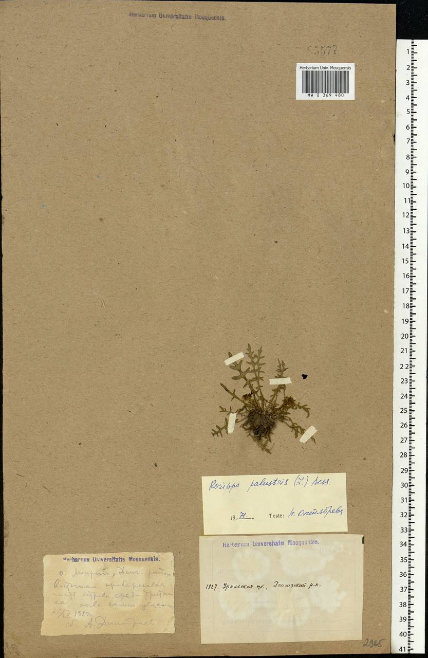 Rorippa palustris (L.) Besser, Middle Asia, Caspian Ustyurt & Northern Aralia (M8) (Kazakhstan)