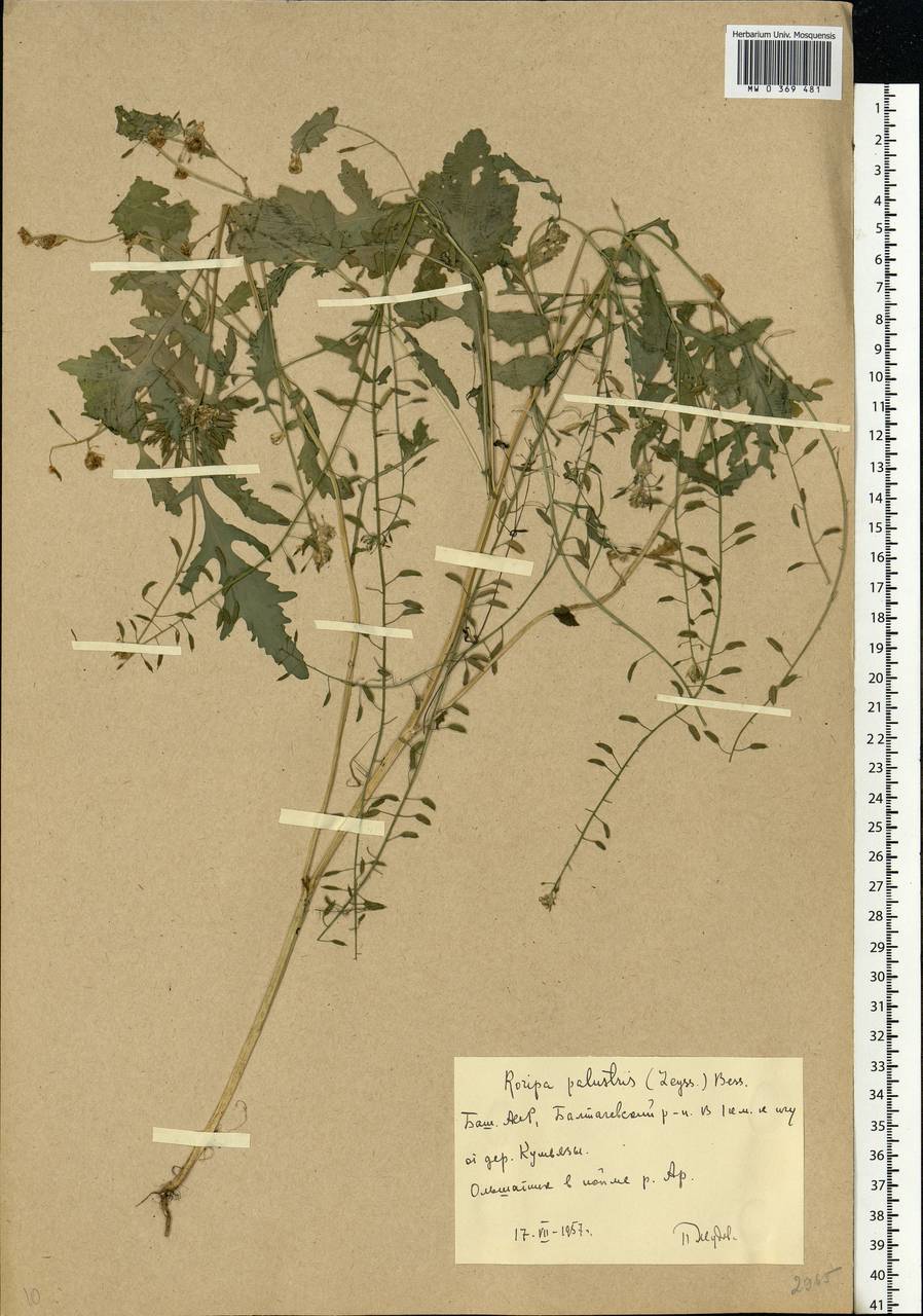 Rorippa palustris (L.) Besser, Eastern Europe, Eastern region (E10) (Russia)