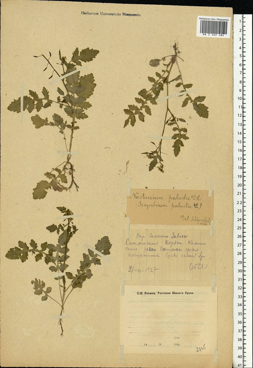 Rorippa palustris (L.) Besser, Eastern Europe, Eastern region (E10) (Russia)