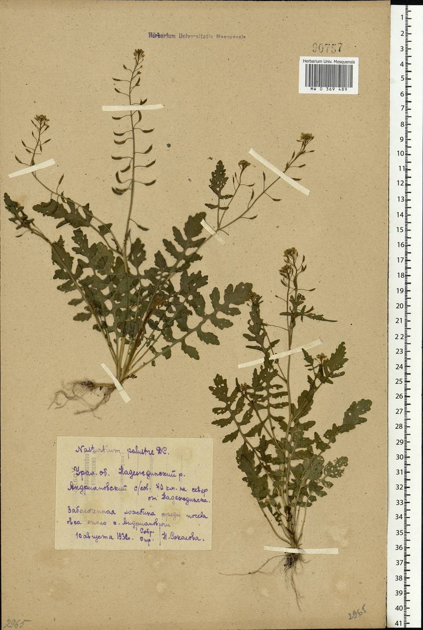 Rorippa palustris (L.) Besser, Eastern Europe, Eastern region (E10) (Russia)