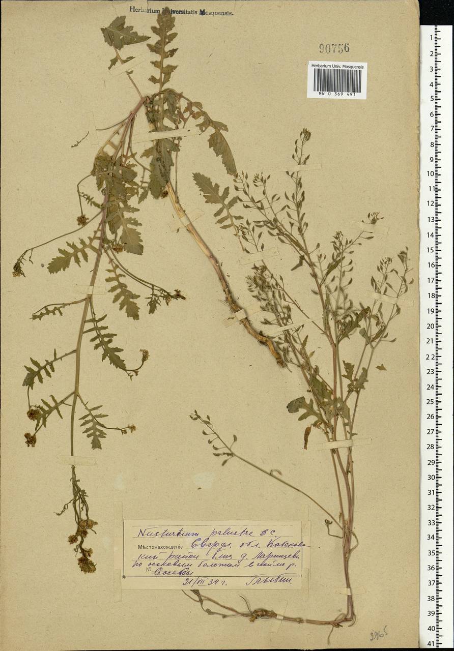 Rorippa palustris (L.) Besser, Eastern Europe, Eastern region (E10) (Russia)