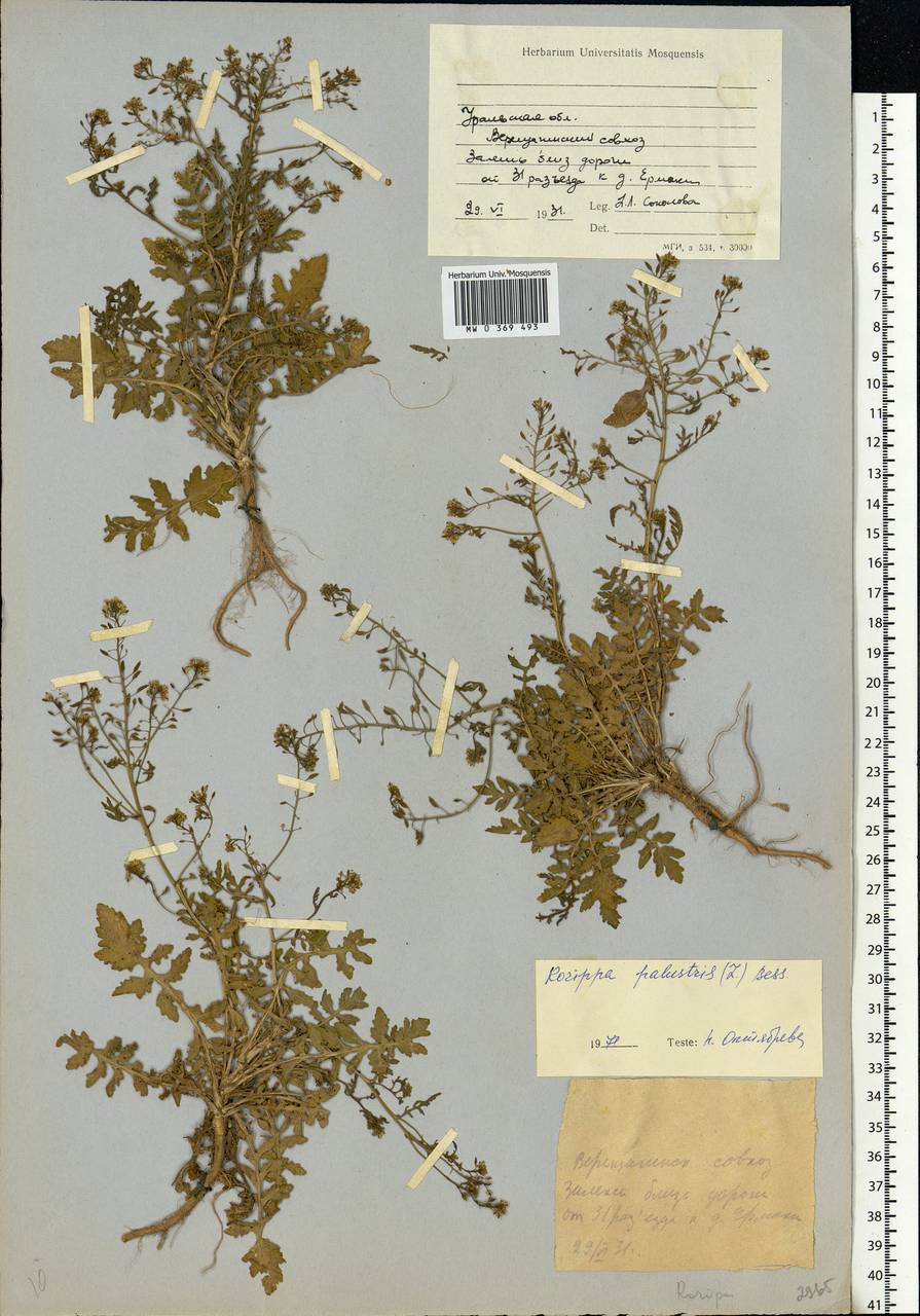 Rorippa palustris (L.) Besser, Eastern Europe, Eastern region (E10) (Russia)