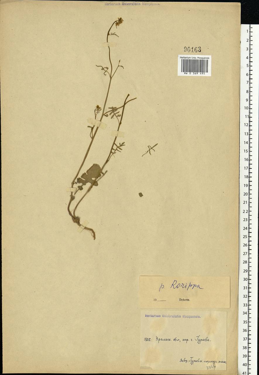 Rorippa palustris (L.) Besser, Middle Asia, Caspian Ustyurt & Northern Aralia (M8) (Kazakhstan)