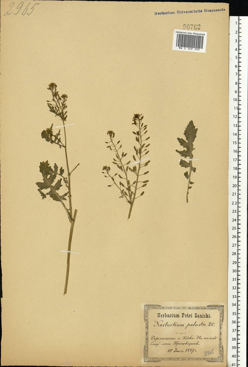 Rorippa palustris (L.) Besser, Eastern Europe, North Ukrainian region (E11) (Ukraine)