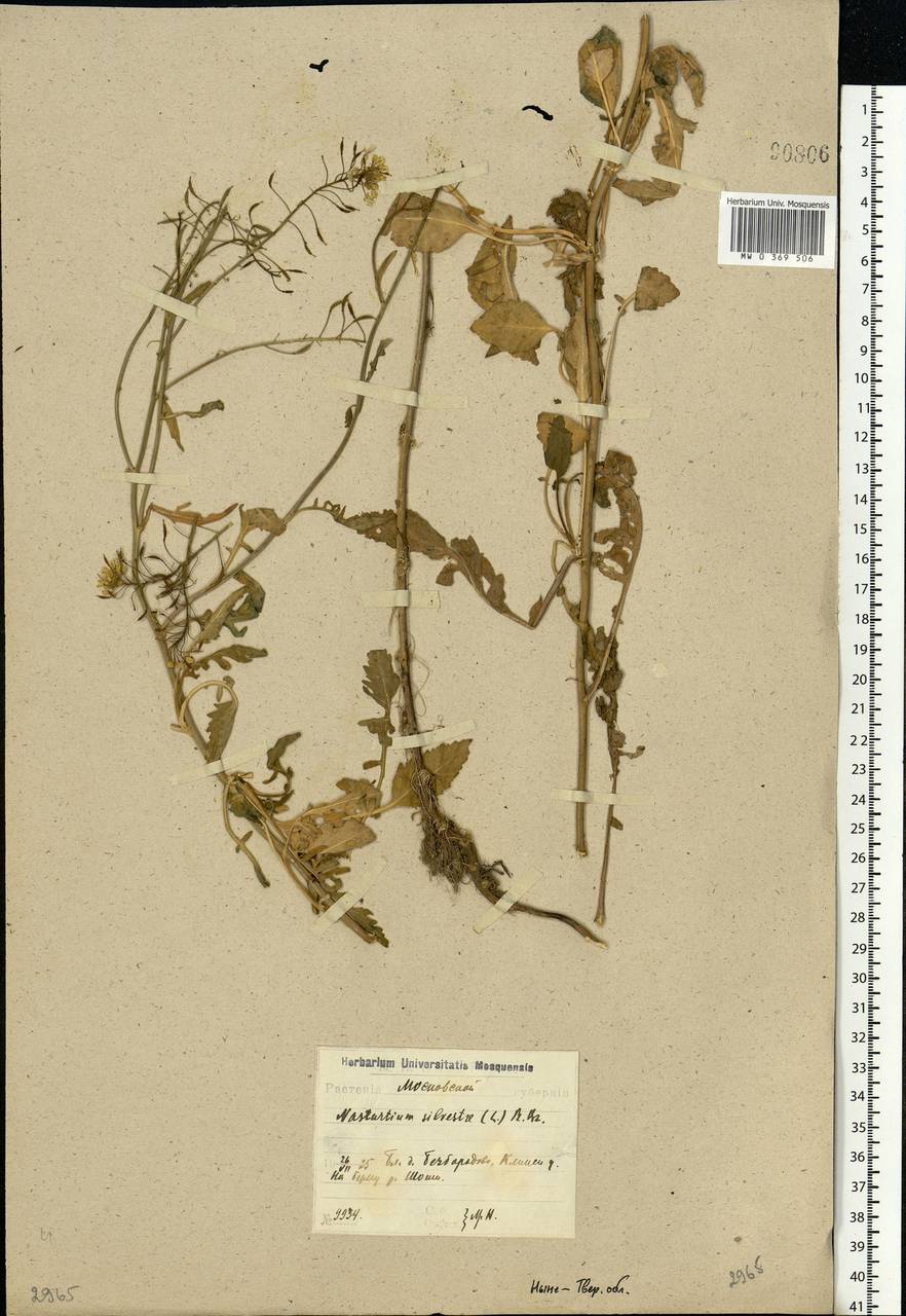 Rorippa sylvestris (L.) Besser, Eastern Europe, North-Western region (E2) (Russia)