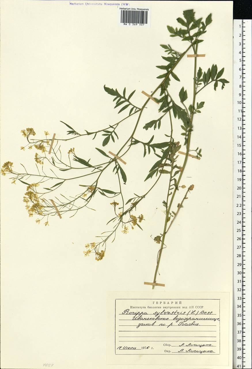 Rorippa sylvestris (L.) Besser, Eastern Europe, North-Western region (E2) (Russia)