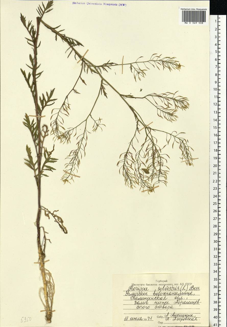 Rorippa sylvestris (L.) Besser, Eastern Europe, North-Western region (E2) (Russia)