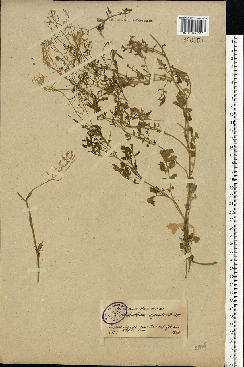 Rorippa sylvestris (L.) Besser, Eastern Europe, North-Western region (E2) (Russia)