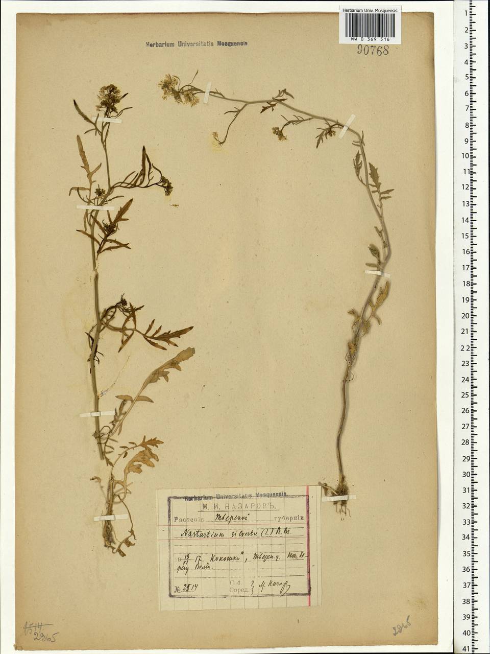 Rorippa sylvestris (L.) Besser, Eastern Europe, North-Western region (E2) (Russia)