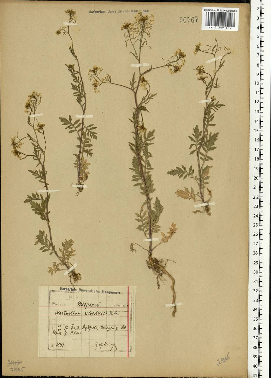 Rorippa sylvestris (L.) Besser, Eastern Europe, North-Western region (E2) (Russia)