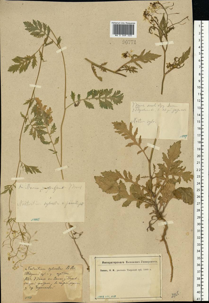 Rorippa sylvestris (L.) Besser, Eastern Europe, North-Western region (E2) (Russia)