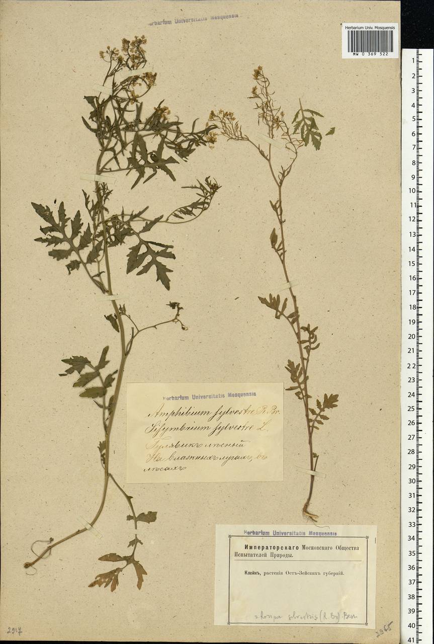 Rorippa sylvestris (L.) Besser, Eastern Europe, Latvia (E2b) (Latvia)